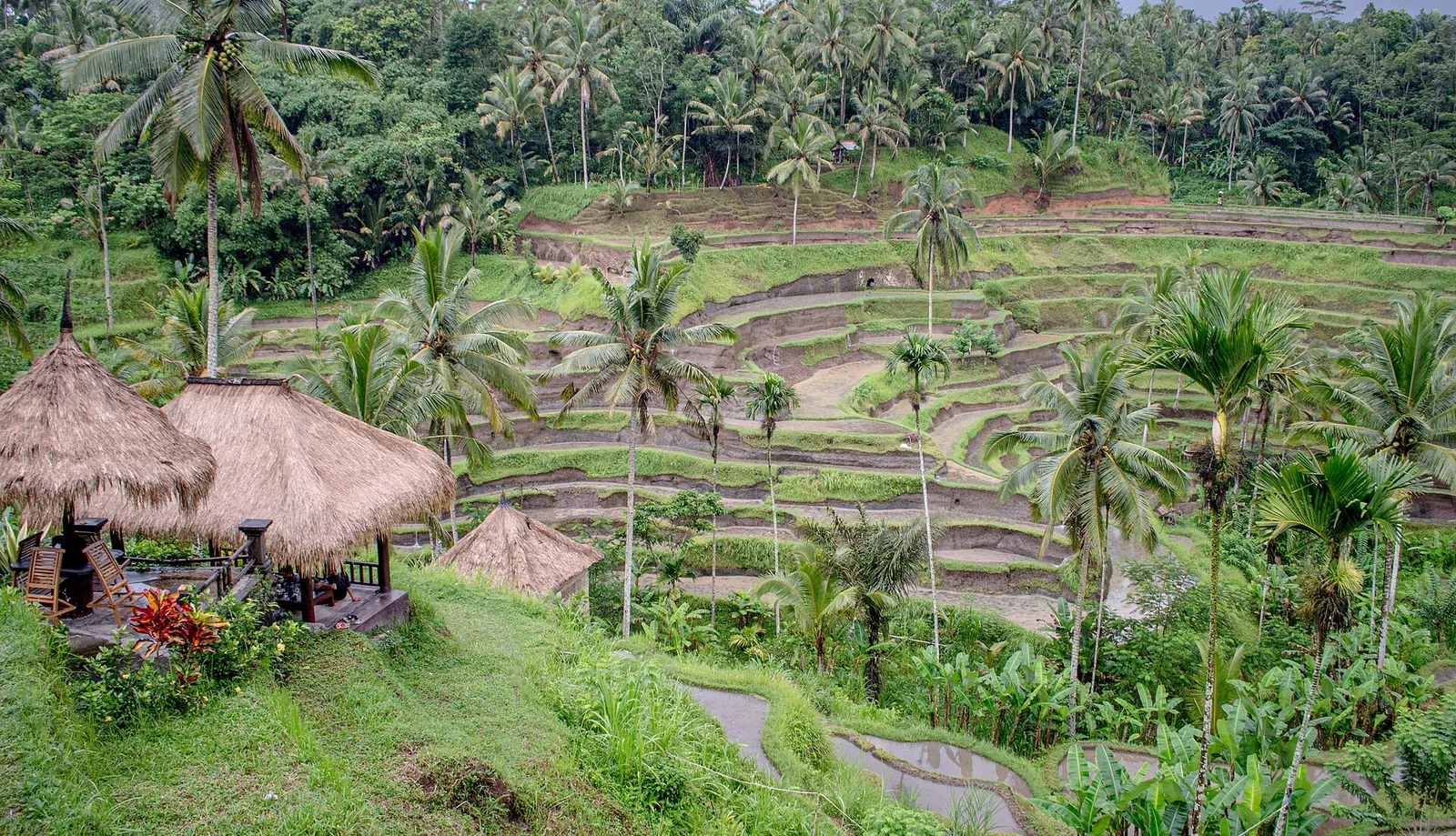 Arrozais em terraços de Tegallalang, em Ubud, na ilha de Bali