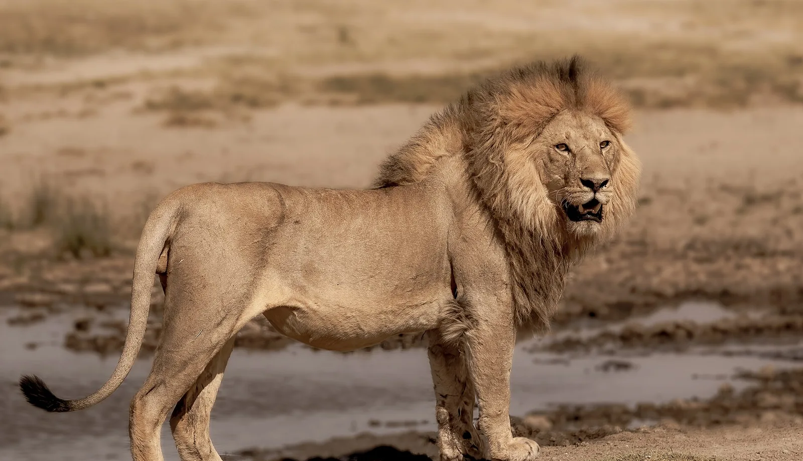 Leão na savana do Serengeti, na Tanzânia